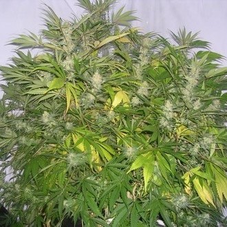 Critical Skunk (Mr. Nice) Regularne