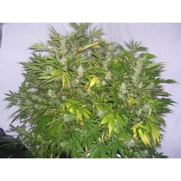 Critical Skunk (Mr. Nice) Regularne