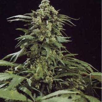 G13 x Skunk (Mr. Nice) regularne