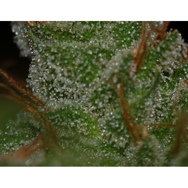 G13 x Skunk (Mr. Nice) regularne