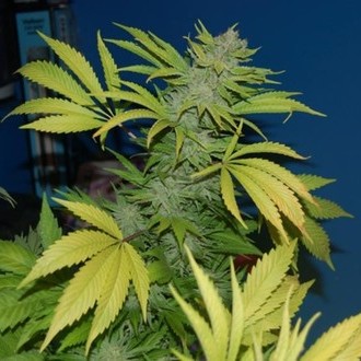 G13 x Skunk (Mr. Nice) regularne