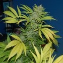 G13 x Skunk (Mr. Nice) regularne