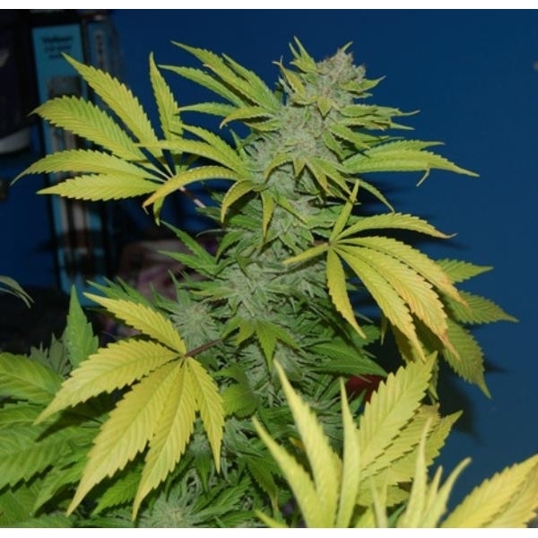 G13 x Skunk (Mr. Nice) regularne