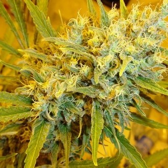 Critical Haze (Mr. Nice) regularne