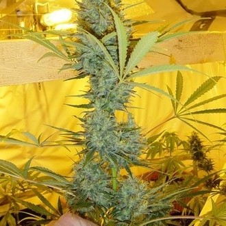 Critical Haze (Mr. Nice) regularne