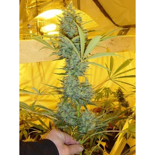 Critical Haze (Mr. Nice) regularne