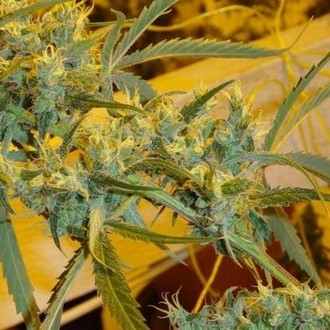 Critical Haze (Mr. Nice) regularne