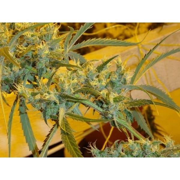 Critical Haze (Mr. Nice) regularne