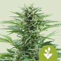 Easy Bud Automat (Royal Queen Seeds) feminizowane