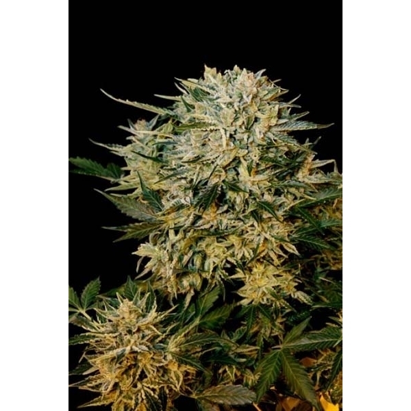 Sugar Gom (Grass-O-Matic) feminizowane