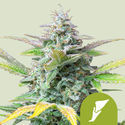 Quick One Automat (Royal Queen Seeds) nasiona marihuany feminizowane