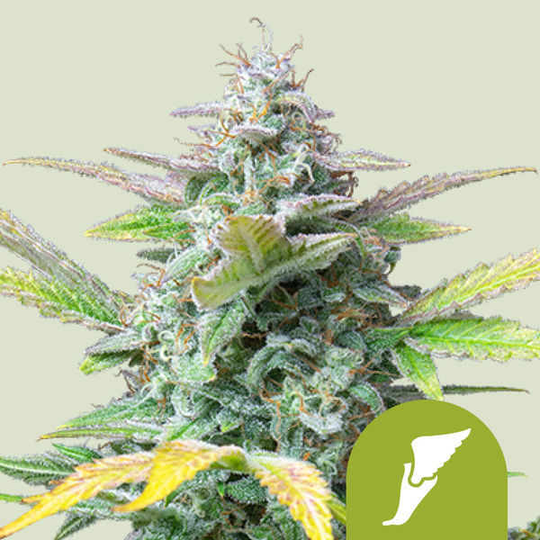 Quick One Automat (Royal Queen Seeds) nasiona marihuany feminizowane