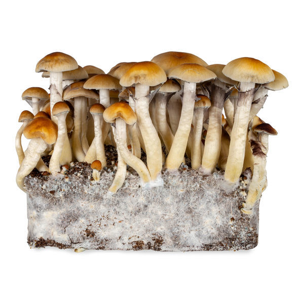 Strzykawka z płynną kulturą Thai (Acid Shroomz)