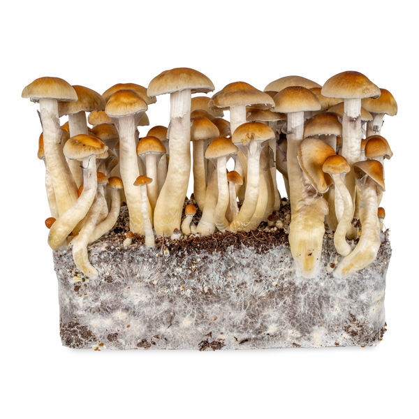 Strzykawka z płynną kulturą Thai (Acid Shroomz)