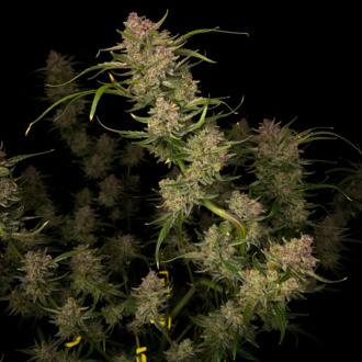 Guava Automat (FastBuds) Nasiona Feminizowane