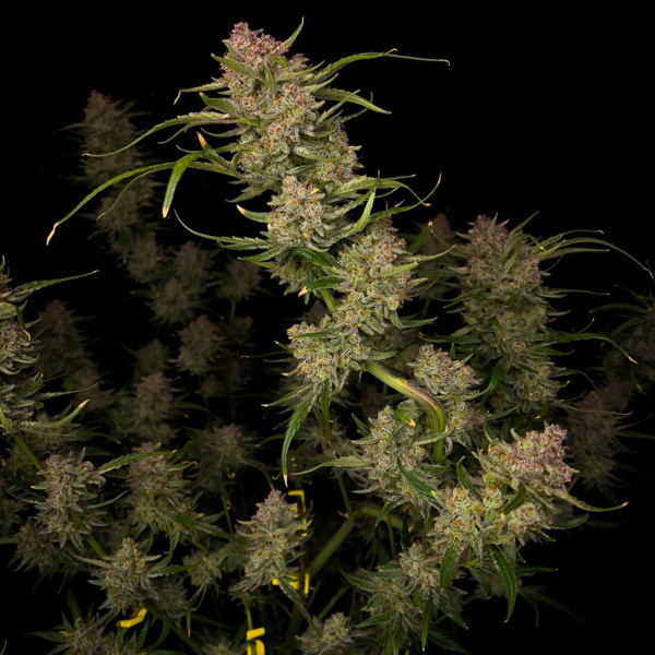 Guava Automat (FastBuds) Nasiona Feminizowane