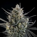 Pound Cake Automat (FastBuds) feminizowane