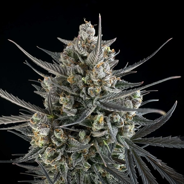 Pound Cake Automat (FastBuds) feminizowane