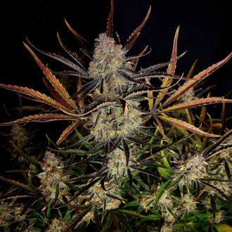 Apple Strudel Automat (FastBuds) feminizowane