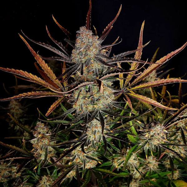 Apple Strudel Automat (FastBuds) feminizowane