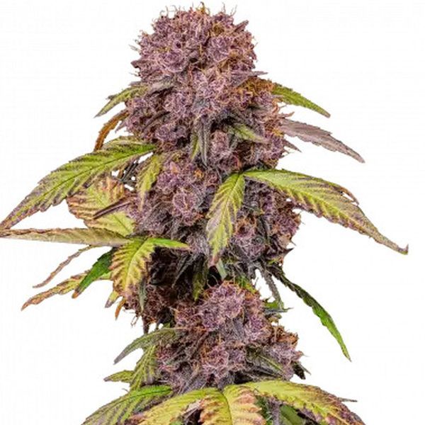 Lemon Cherry Cookies Automat (FastBuds) Feminizowane