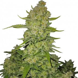 Papaya Cookies Automat (FastBuds) feminizowane