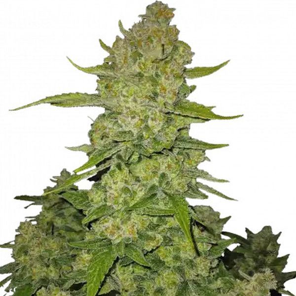 Papaya Cookies Automat (FastBuds) feminizowane