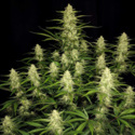 Papaya Cookies Automat (FastBuds) feminizowane