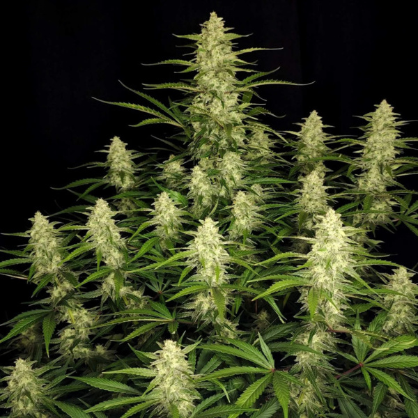 Papaya Cookies Automat (FastBuds) feminizowane