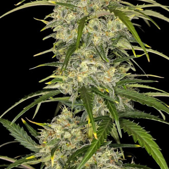Sour Jealousy Automat (FastBuds) feminizowane