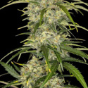 Sour Jealousy Automat (FastBuds) feminizowane