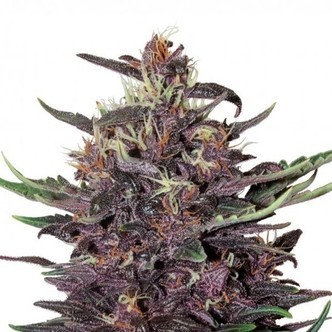 Purple Kush Automat (Buddha Seeds) feminizowane