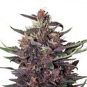Purple Kush Automat (Buddha Seeds) feminizowane