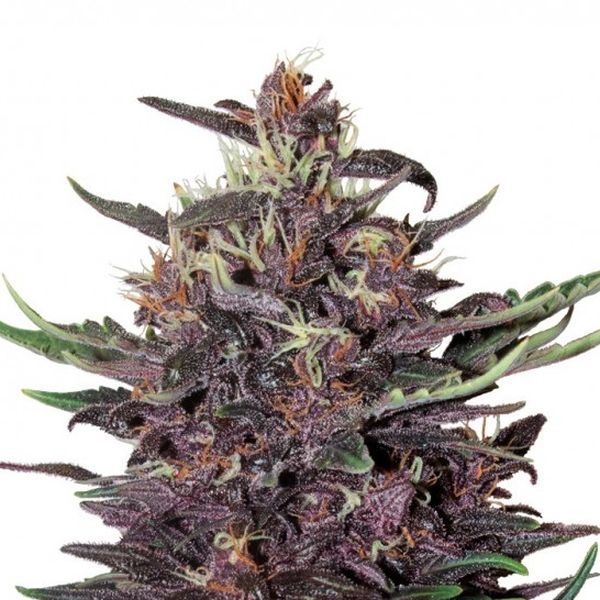 Purple Kush Automat (Buddha Seeds) feminizowane