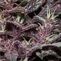 Purple Kush Automat (Buddha Seeds) feminizowane