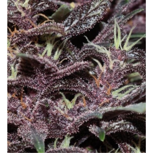 Purple Kush Automat (Buddha Seeds) feminizowane
