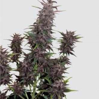 Purple Kush Automat (Buddha Seeds) feminizowane