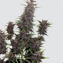 Purple Kush Automat (Buddha Seeds) feminizowane