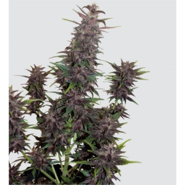 Purple Kush Automat (Buddha Seeds) feminizowane