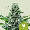 Royal Critical Automat (Royal Queen Seeds) feminizowane