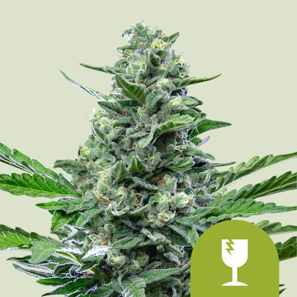 Royal Critical Automat (Royal Queen Seeds) feminizowane