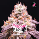 Nicole Punch (BSF Seeds) Feminizowane
