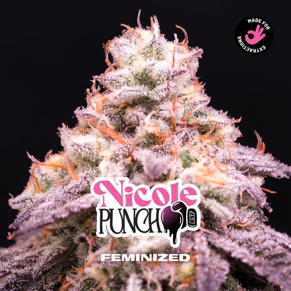 Nicole Punch (BSF Seeds) Feminizowane
