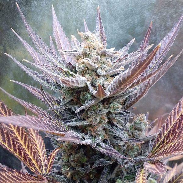 Cherry Cookies (Pure Instinto) Feminizowane