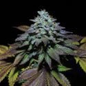 Gorilla Cookies (Pure Instinto) nasiona marihuany feminizowane