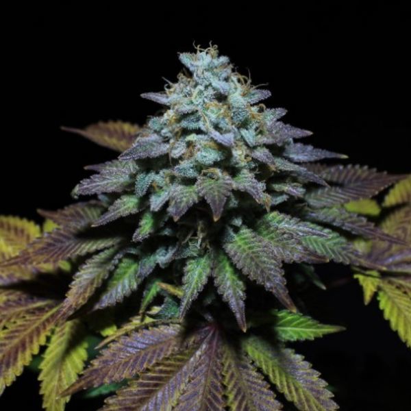 Gorilla Cookies (Pure Instinto) nasiona marihuany feminizowane