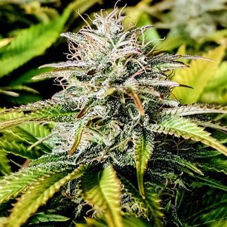 Grateful End OG (Pure Instinto) feminizowane