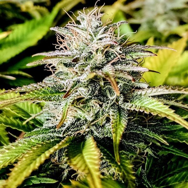 Grateful End OG (Pure Instinto) feminizowane