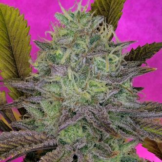 King's Banner (Pure Instinto) feminizowane