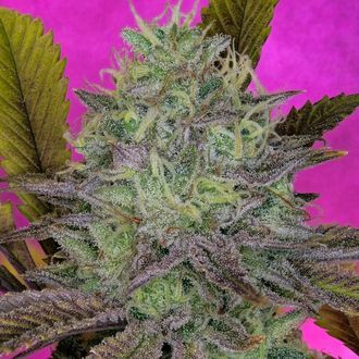 King's Banner (Pure Instinto) feminizowane